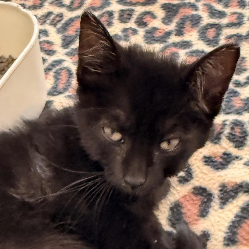 A baby small-sized male Black Domestic Short Hair cat named Chaos for adoption in Evansville, IN