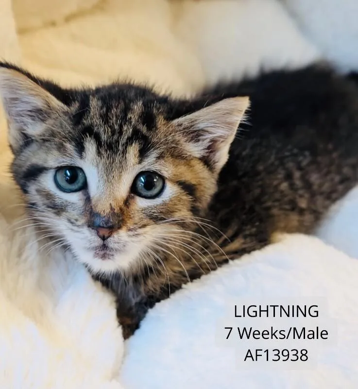 A young medium-sized male Tabby (Brown / Chocolate) Domestic Short Hair cat named Lightning for adoption in Supply, NC