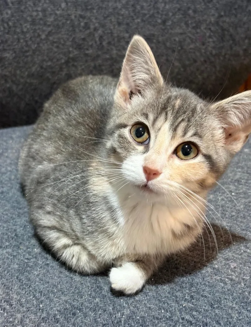 A baby medium-sized female Torbie Domestic Short Hair cat named Lucy for adoption in Lincoln, NE