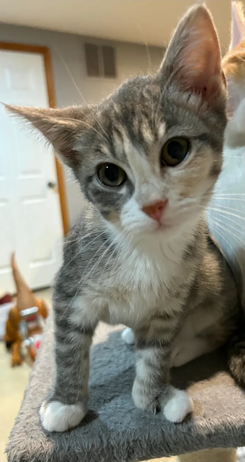 Lucy thumbnail 3
