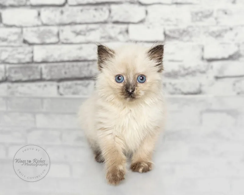 A baby medium-sized female Buff / Tan / Fawn Ragdoll cat named Eclair for adoption in Tuscaloosa, AL