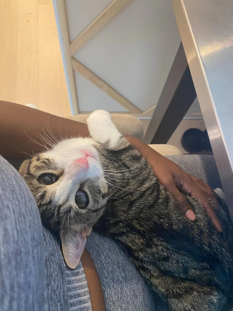 An adult medium-sized male Tabby (Brown / Chocolate) Domestic Short Hair cat named Leoncito for adoption in Long Island City, NY