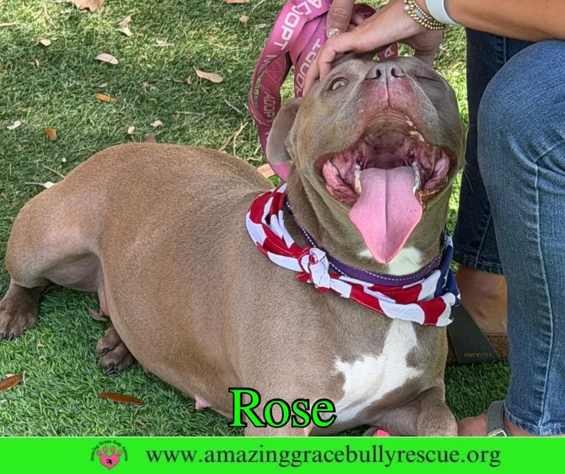 Rose thumbnail 2