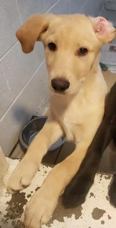 A baby medium-sized male Labrador Retriever dog named Brady Bunch Litterpeter for adoption in Tappahannock, VA