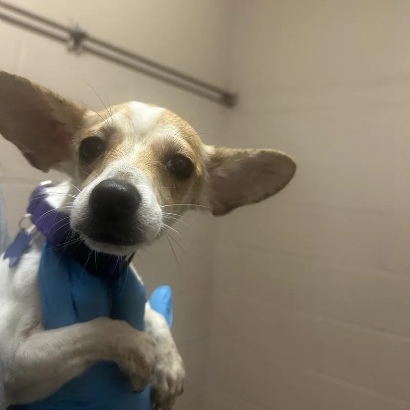 An adult small-sized female White / Cream Chihuahua dog named Frieren for adoption in Tacoma, WA