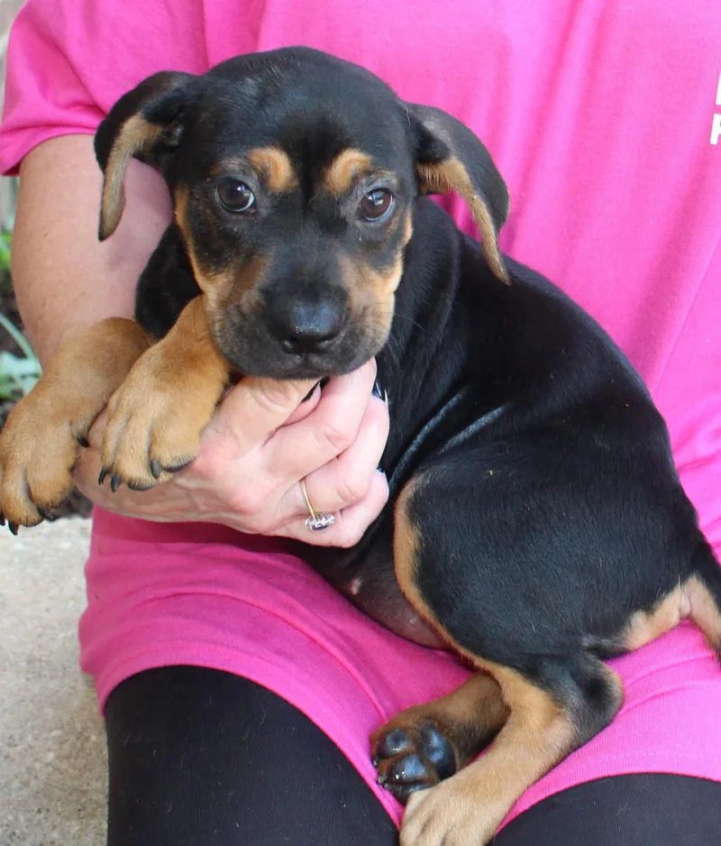 Roxy thumbnail 3