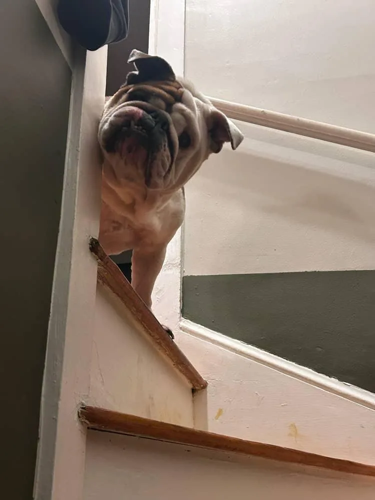 An adult medium-sized female English Bulldog dog named Wawa for adoption in Belmar, NJ