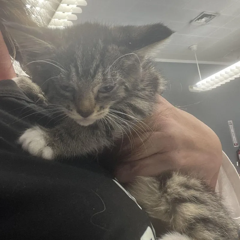 A baby small-sized female Domestic Short Hair cat named Topanga for adoption in Oak Hill, WV