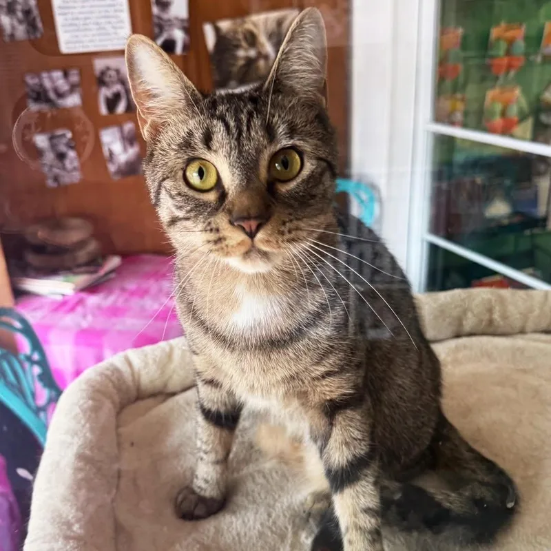 A young small-sized female Tabby (Brown / Chocolate) Tabby cat named Celeste for adoption in East Amherst, NY