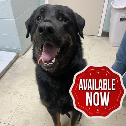 An adult large-sized male Mixed Breed dog named Bear for adoption in Lowell, MA