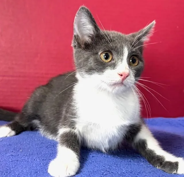 A baby medium-sized female Gray & White Domestic Short Hair cat named Hilary for adoption in Hawk Point, MO