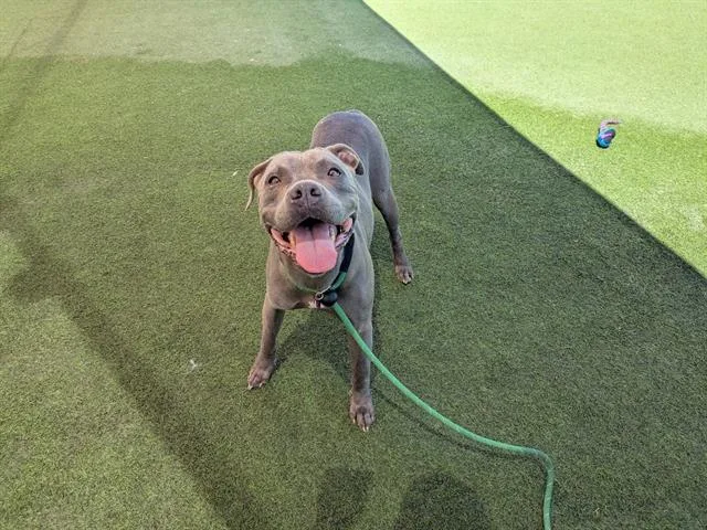 An adult medium-sized female Pit Bull Terrier dog named Freya for adoption in Camarillo, CA