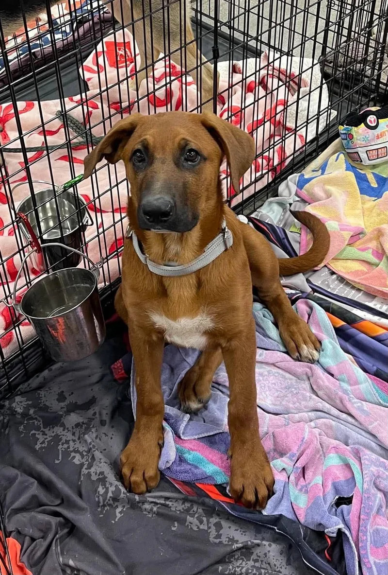 A baby large-sized male German Shepherd Dog dog named Black Jack for adoption in Anza, CA
