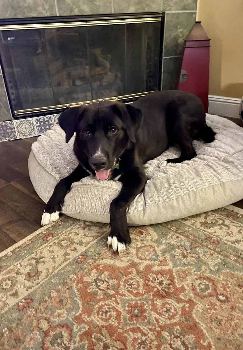 A young large-sized male Labrador Retriever dog named Berry for adoption in San Diego, CA