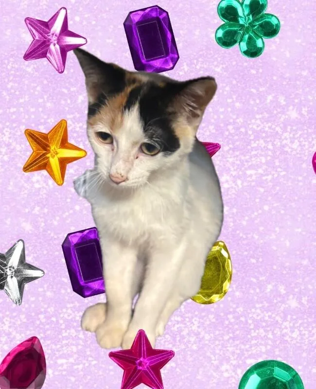 A young medium-sized female Calico Domestic Short Hair cat named Henley for adoption in Grand Rapids, MI