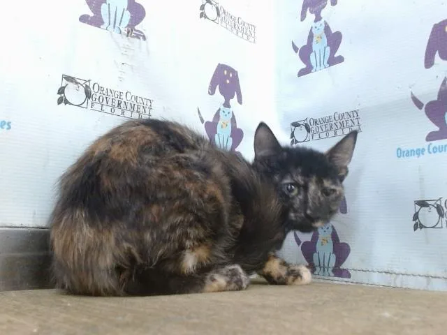A baby small-sized female Domestic Short Hair cat named Apple for adoption in Orlando, FL
