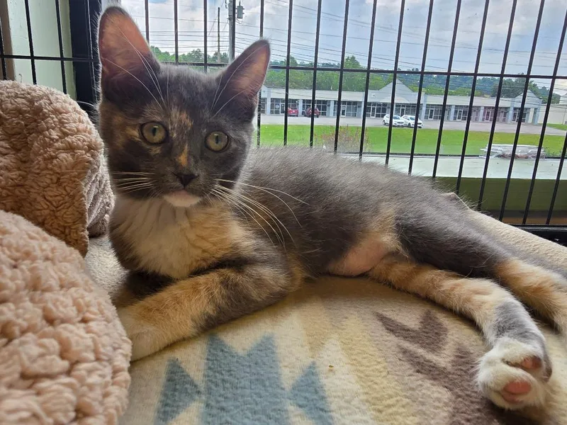 A baby small-sized female Domestic Short Hair cat named Baby Girl for adoption in Blountville, TN