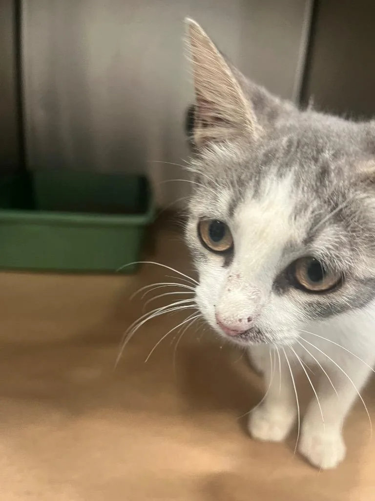 A baby medium-sized female Domestic Short Hair cat named Lyra for adoption in Cartersville , GA