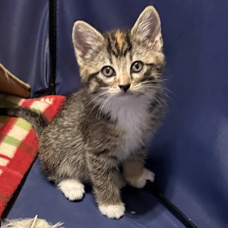 A baby small-sized female Orange / Red Domestic Medium Hair cat named Piper for adoption in Flower Mound, TX