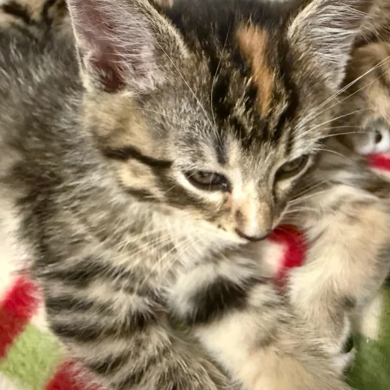 Piper thumbnail 4