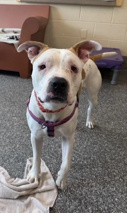 A young large-sized male Pit Bull Terrier dog named Faygo for adoption in Westland, MI