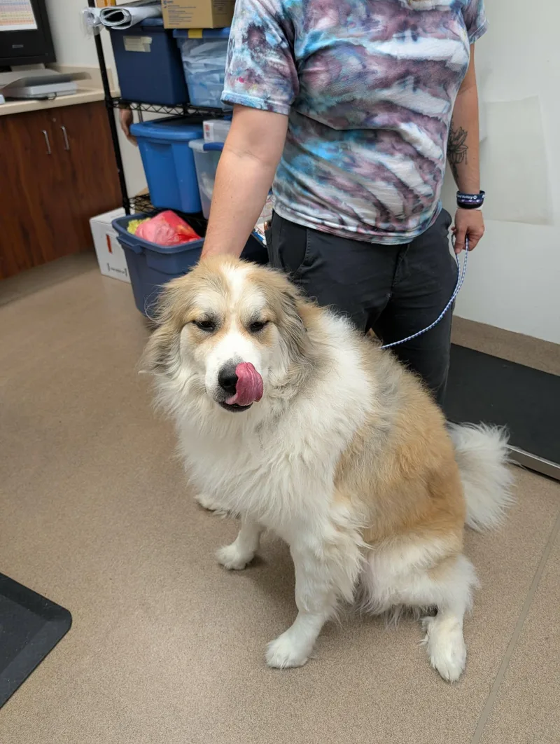 An adult extra large-sized male Brown / Chocolate Great Pyrenees dog named Prince Beethoven for adoption in Chambersburg, PA