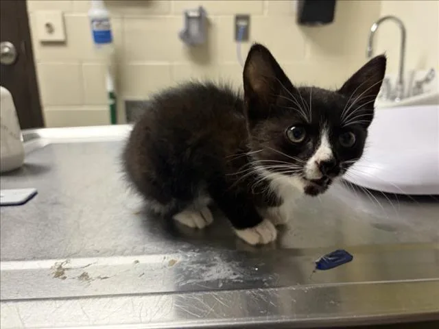 A baby small-sized female Domestic Short Hair cat named Domino for adoption in Chapel Hill, NC