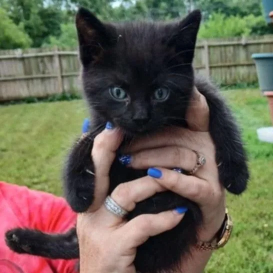 A young small-sized male Black Domestic Short Hair cat named Bear for adoption in Danville, IL
