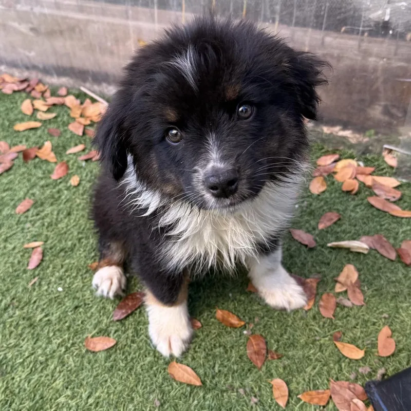 A baby small-sized male Black Australian Shepherd dog named Tide for adoption in LOXAHATCHEE, FL