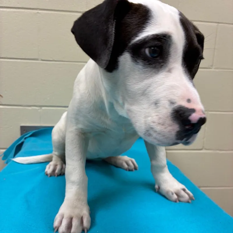 A young small-sized female White / Cream Mixed Breed dog named Hunny Bunny for adoption in Hamilton, GA