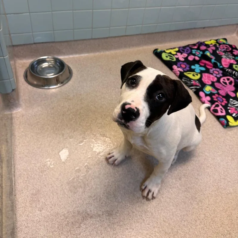 Hunny Bunny thumbnail 5