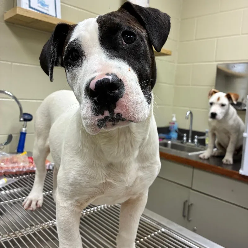 Hunny Bunny thumbnail 6