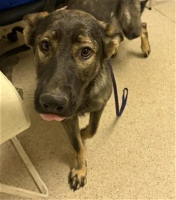 A young large-sized female German Shepherd Dog dog named Rosey for adoption in Bakersfield, CA