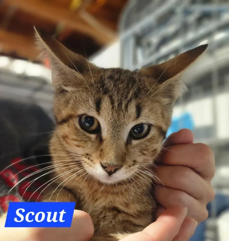 A baby medium-sized male Domestic Short Hair cat named Scout for adoption in Elyria, OH