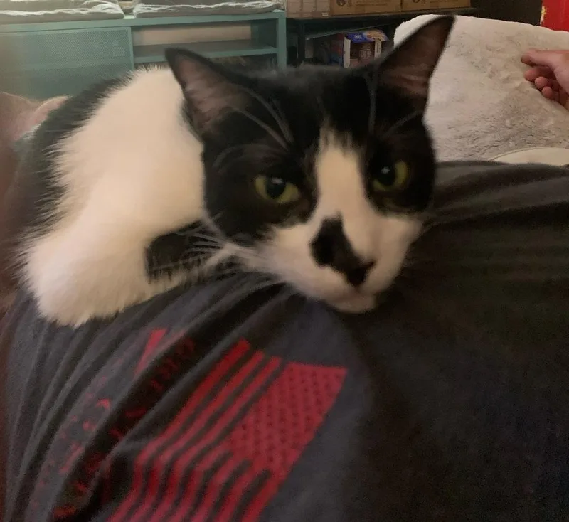 An adult medium-sized female Black & White / Tuxedo Domestic Short Hair cat named Rosie for adoption in Dallas, TX