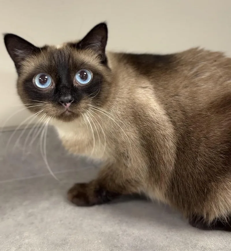An adult medium-sized female Brown / Chocolate Domestic Short Hair cat named Kiwi for adoption in Bemidji, MN