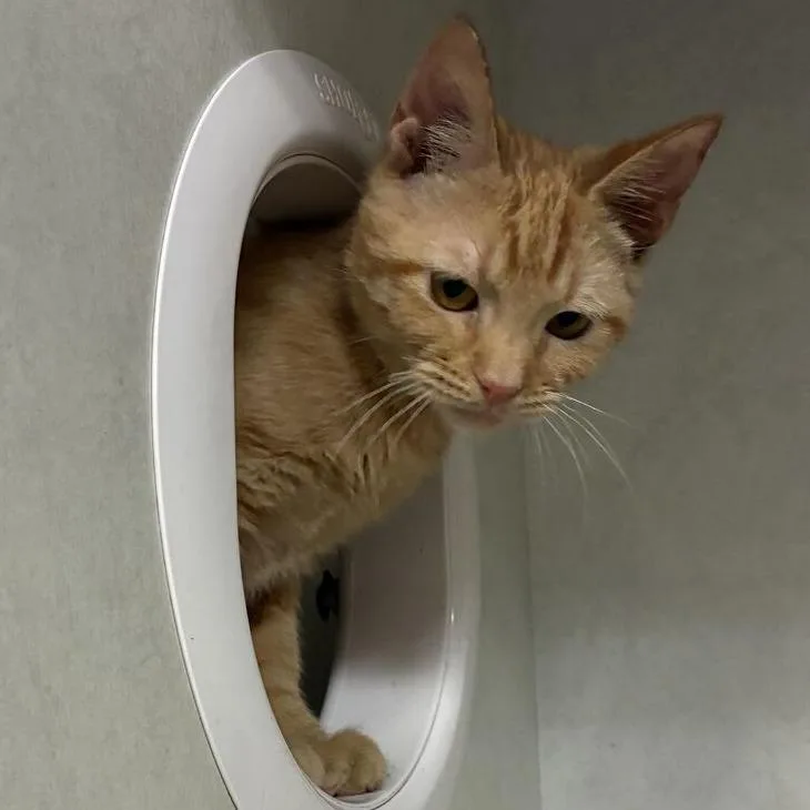 A young small-sized female Orange / Red Domestic Short Hair cat named Pineapple for adoption in Dayton, OH