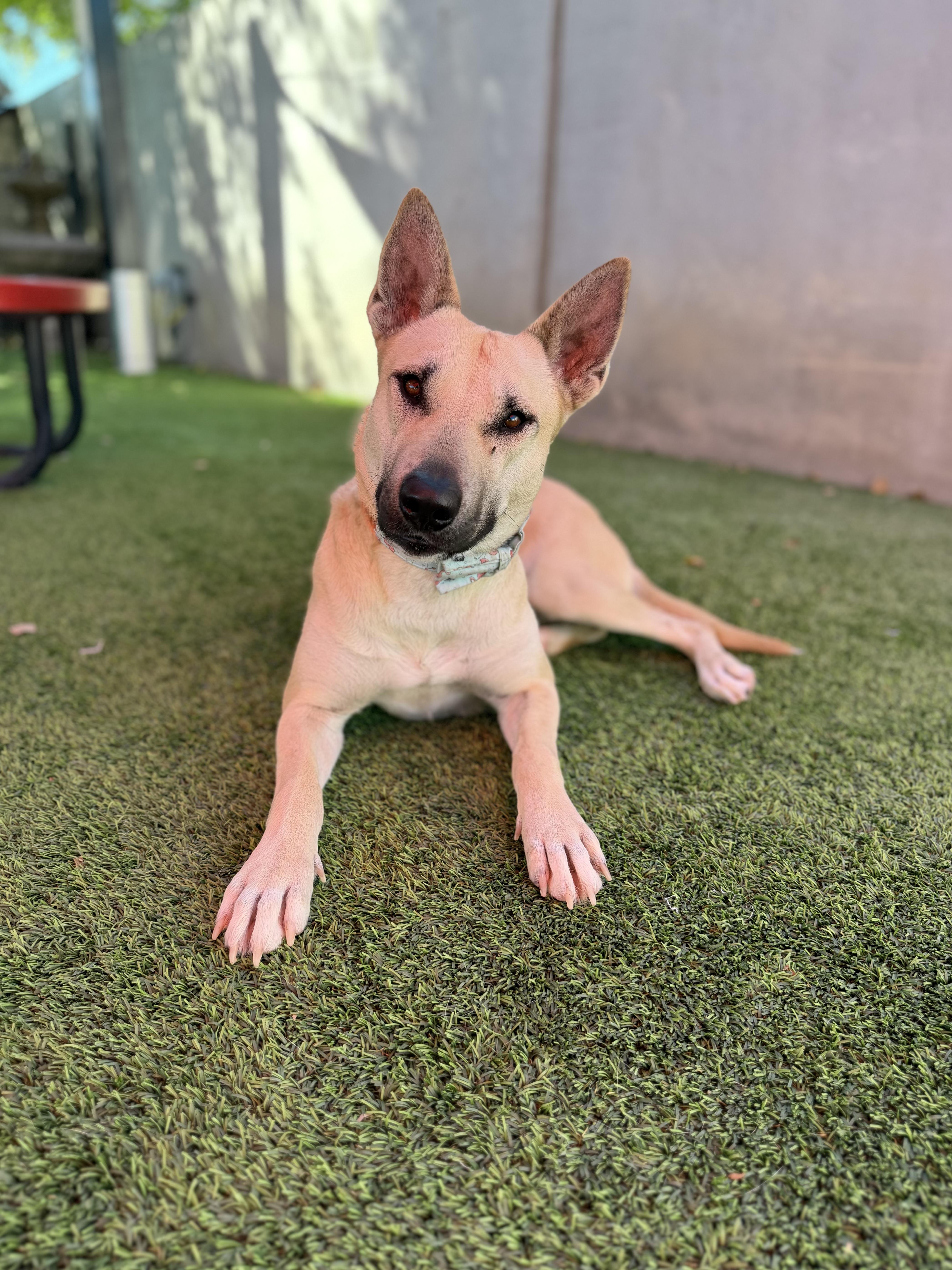 An adult medium-sized female Bull Terrier dog named Ramona for adoption in Glendale, AZ