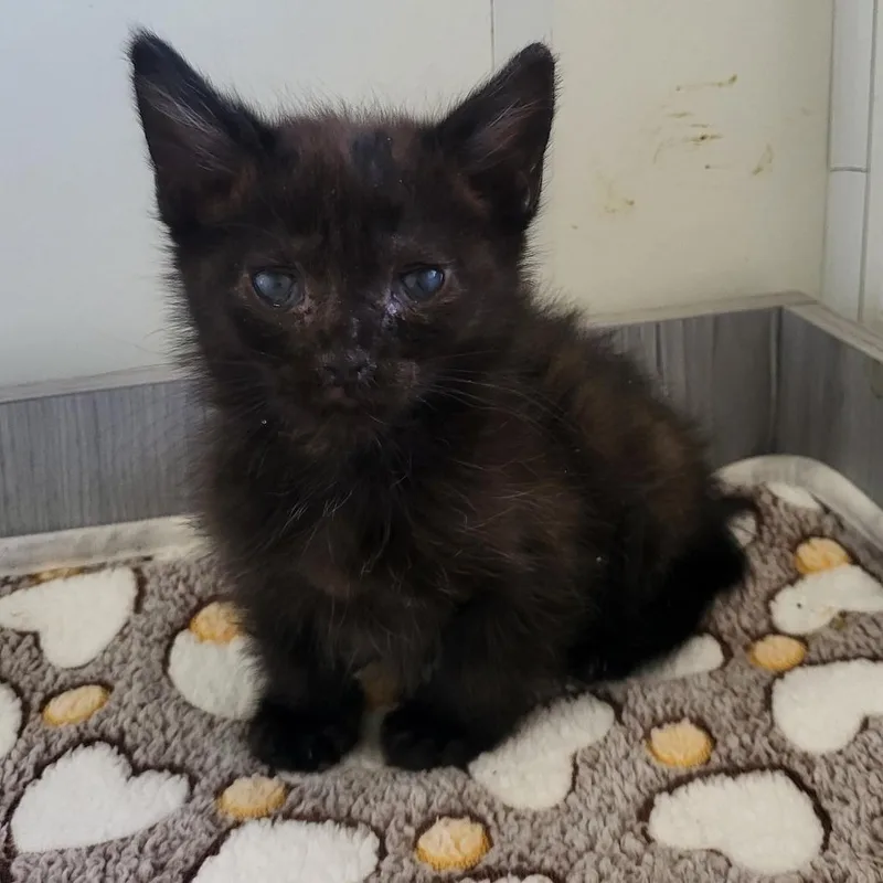 A baby small-sized male Black Domestic Short Hair cat named Nautica for adoption in Kanab, UT