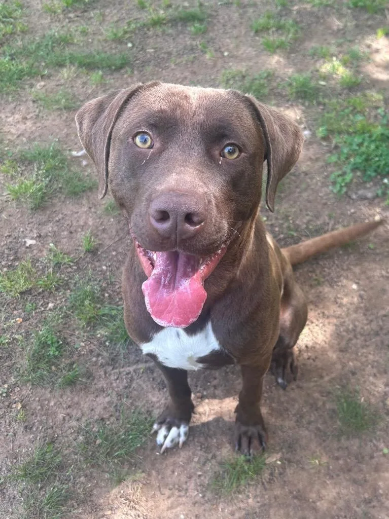A young medium-sized male Labrador Retriever dog named Elmer for adoption in Benton, AR