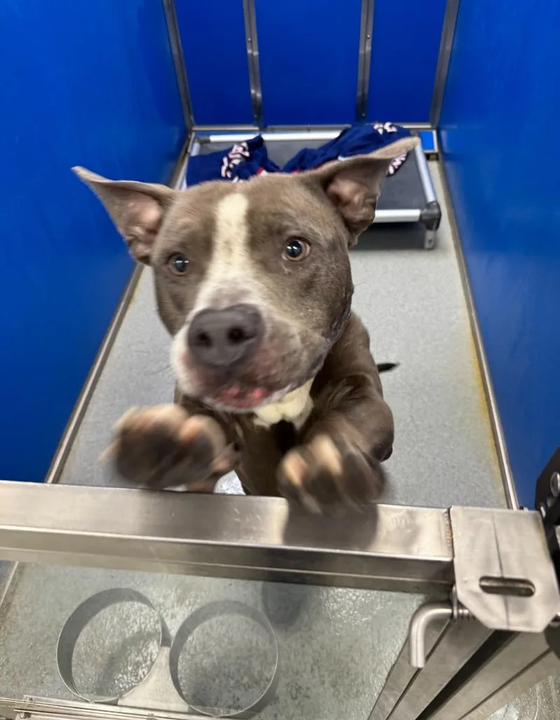 An adult medium-sized male Pit Bull Terrier dog named Sambucca for adoption in Teterboro, NJ