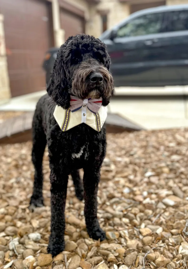 A young large-sized male Black Goldendoodle dog named Bentley for adoption in Southport, CT
