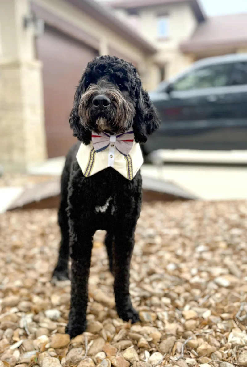 Bentley thumbnail 2