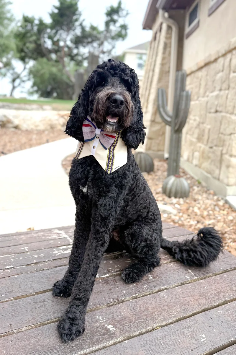 Bentley thumbnail 3
