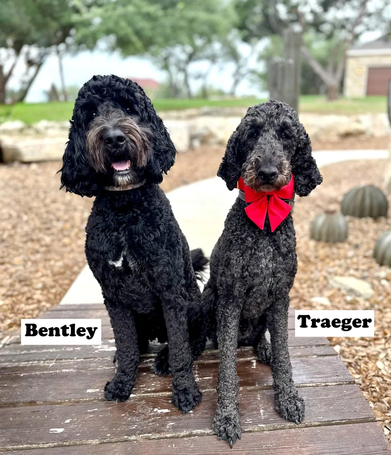 Bentley thumbnail 5