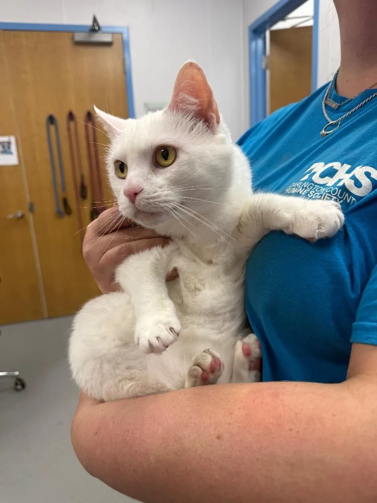 A senior medium-sized female Domestic Short Hair cat named Little for adoption in Hartsville, SC