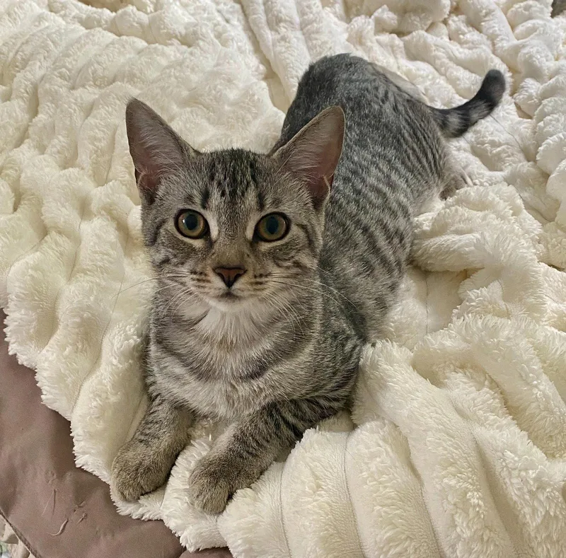 A young small-sized male Domestic Short Hair cat named Maverick for adoption in Tarrytown, GA