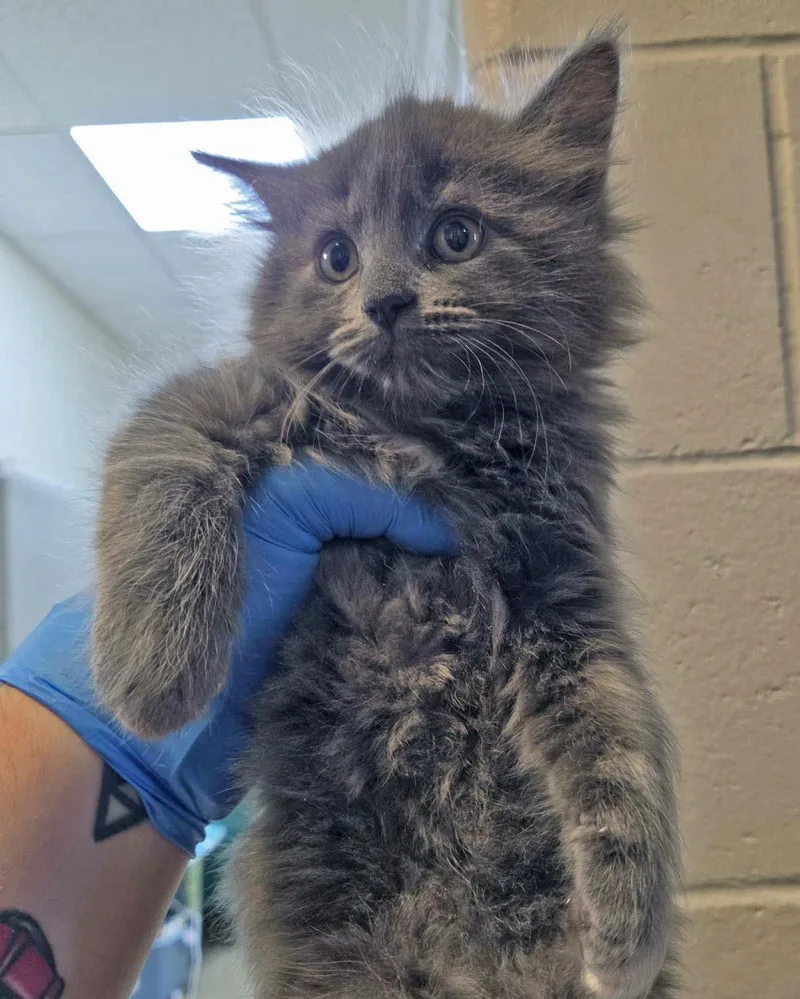 A baby small-sized female Domestic Long Hair cat named Jean Valjean for adoption in Plover, WI