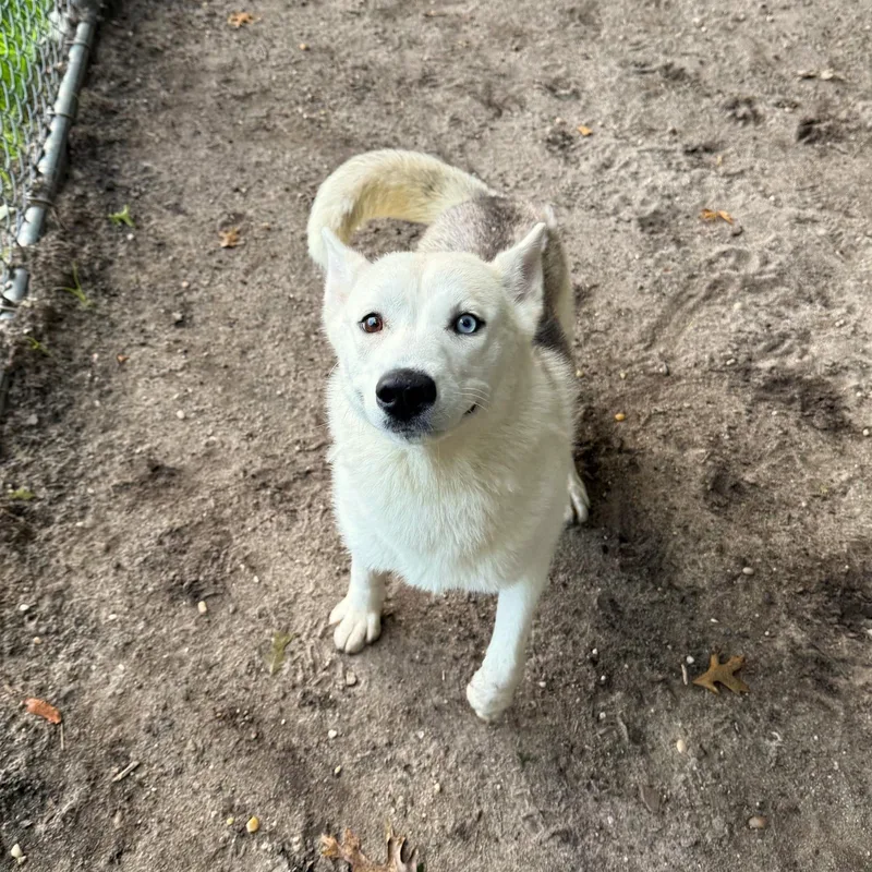 A young medium-sized female Husky dog named Layla for adoption in Brookhaven, NY