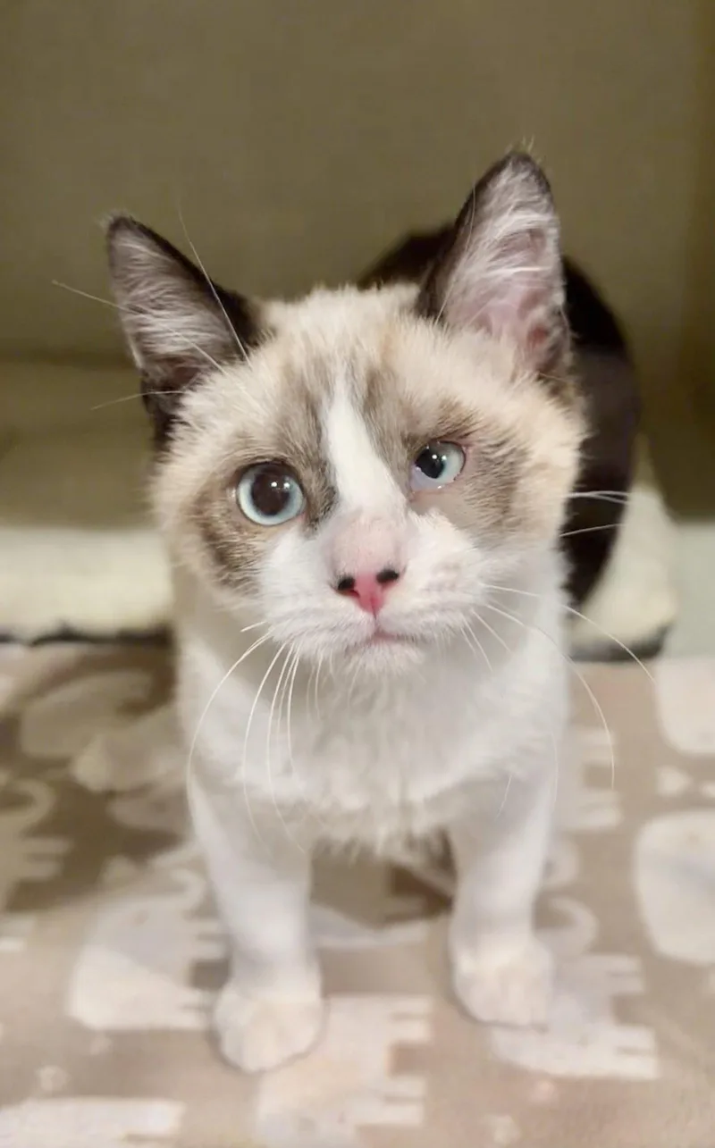 A baby medium-sized male Snowshoe cat named Cooper Napa for adoption in Napa, CA